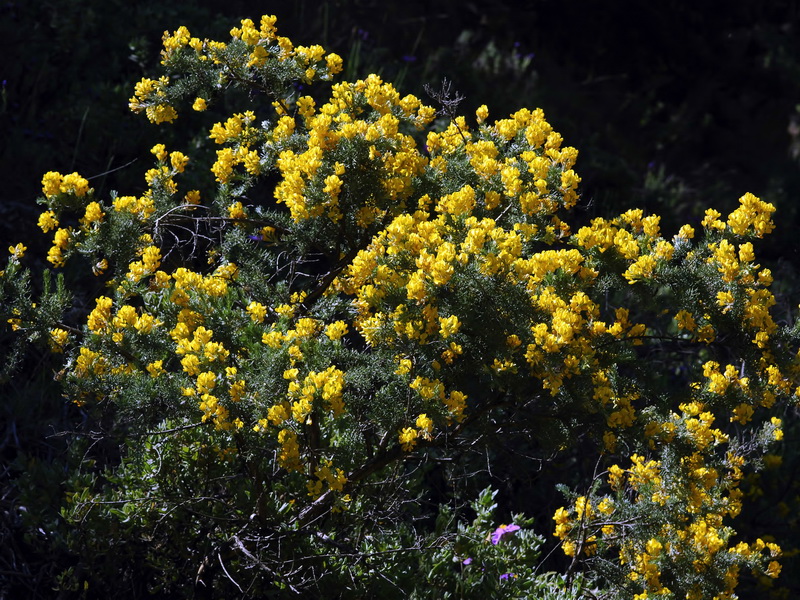 Adenocarpus decorticans.10