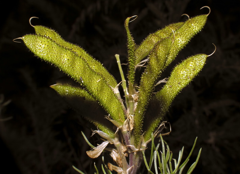 Adenocarpus decorticans.23