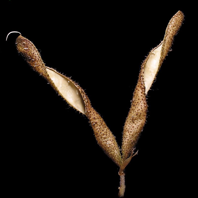 Adenocarpus decorticans.26