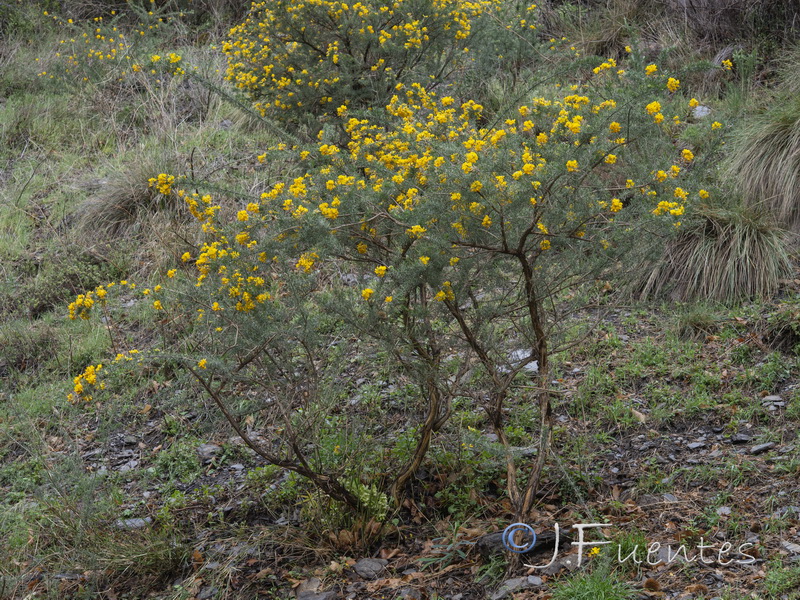 Adenocarpus decorticans.29
