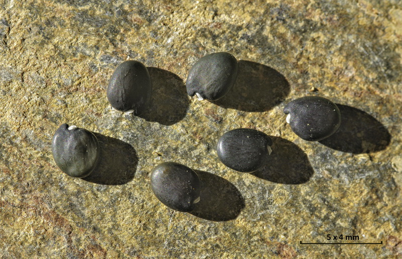 Adenocarpus decorticans.35