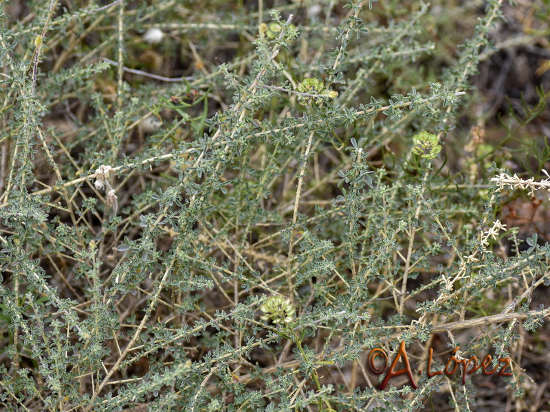 Adenocarpus gibbsianus.01