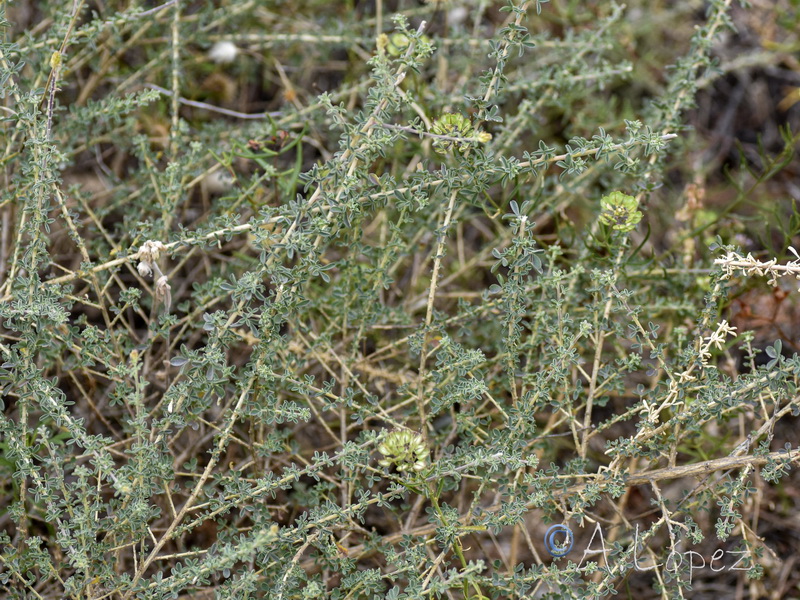 Adenocarpus gibbsianus.01