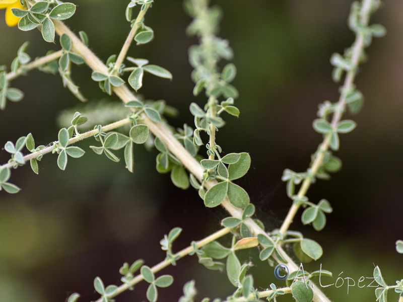 Adenocarpus gibbsianus.02