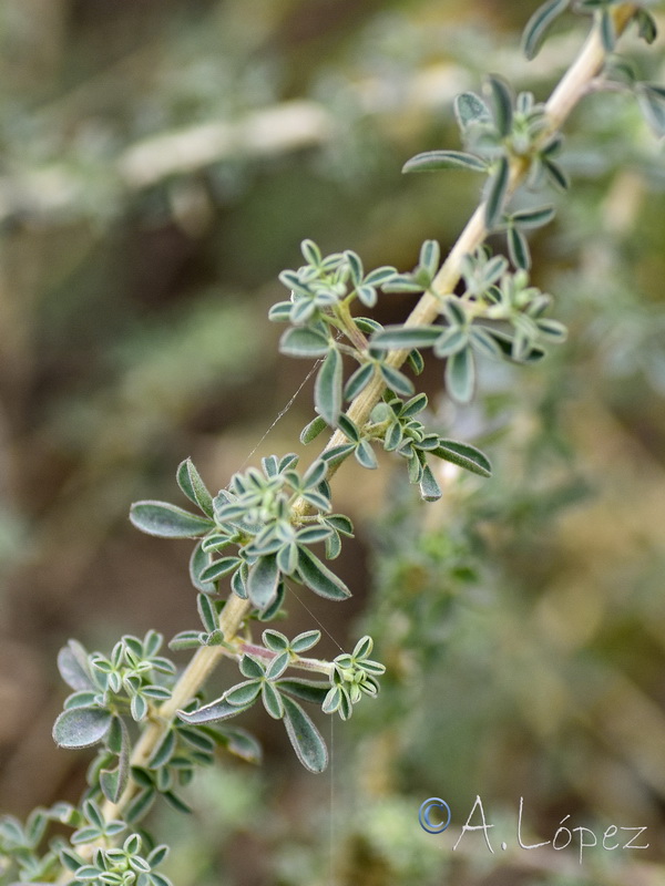 Adenocarpus gibbsianus.03