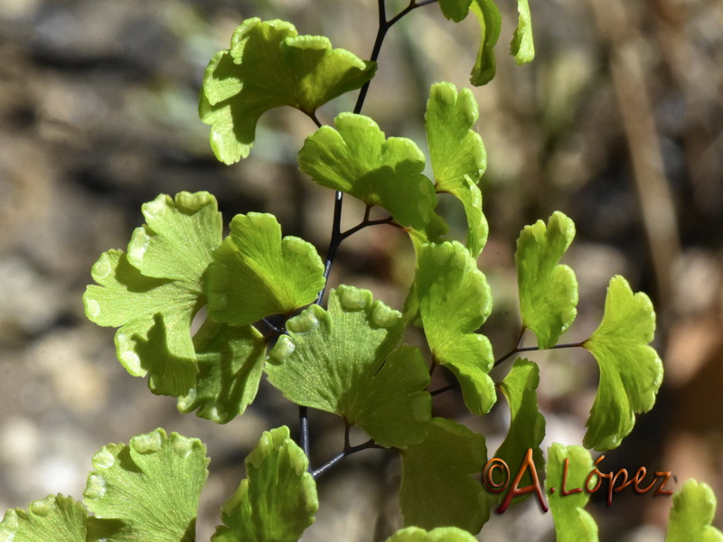 Adiantum capillus veneris.02