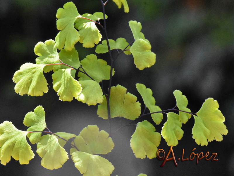 Adiantum capillus veneris.03