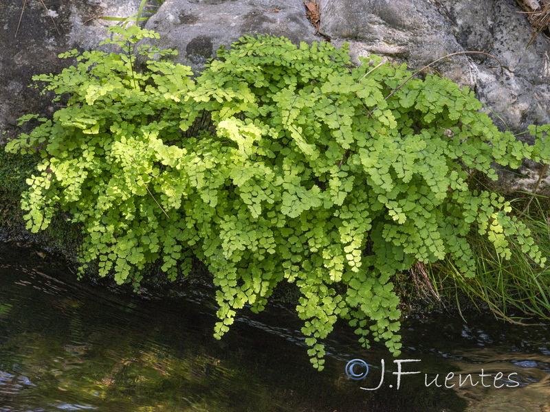 Adiantum capillus veneris.05
