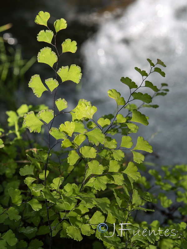 Adiantum capillus veneris.06