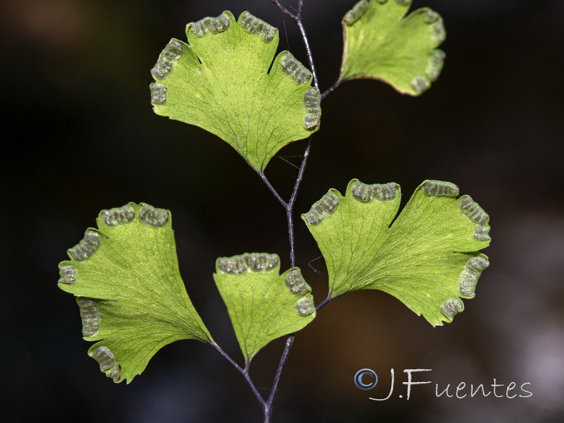 Adiantum capillus veneris.07