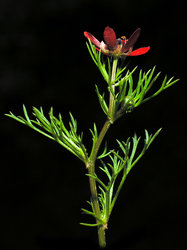 Adonis aestivalis squarrosa.01