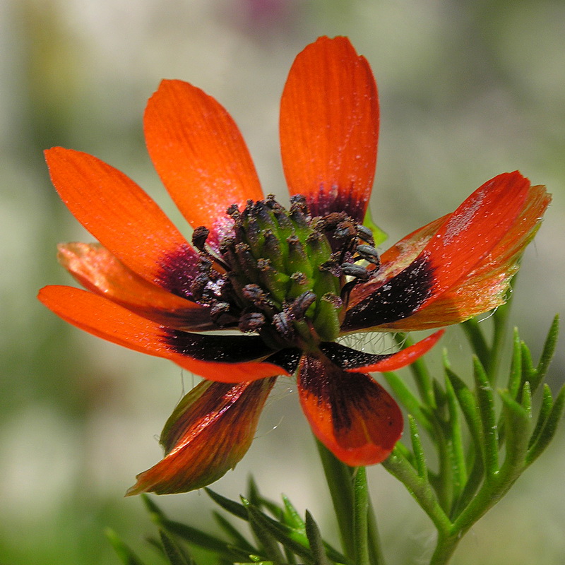 Adonis aestivalis squarrosa.05