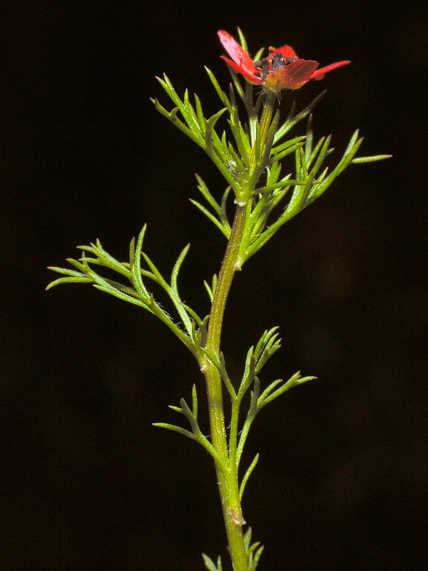 Adonis aestivalis squarrosa.06