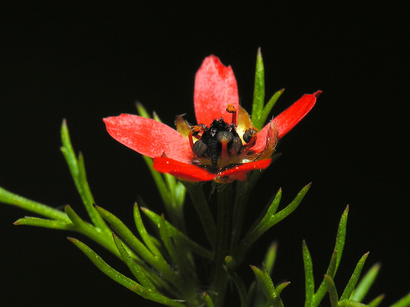 Adonis aestivalis squarrosa.07