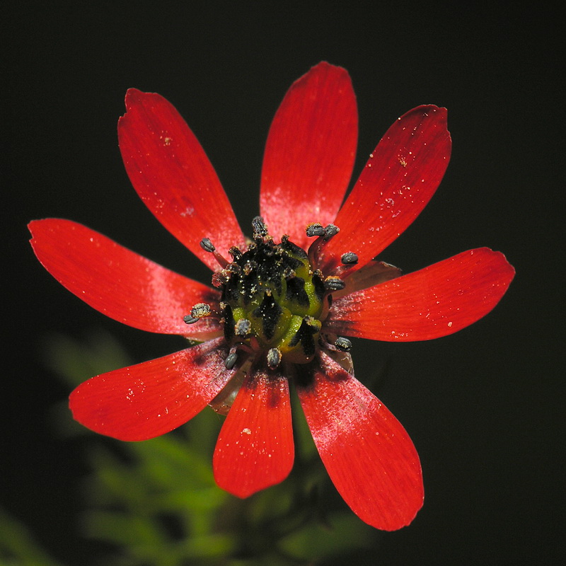 Adonis aestivalis squarrosa.10