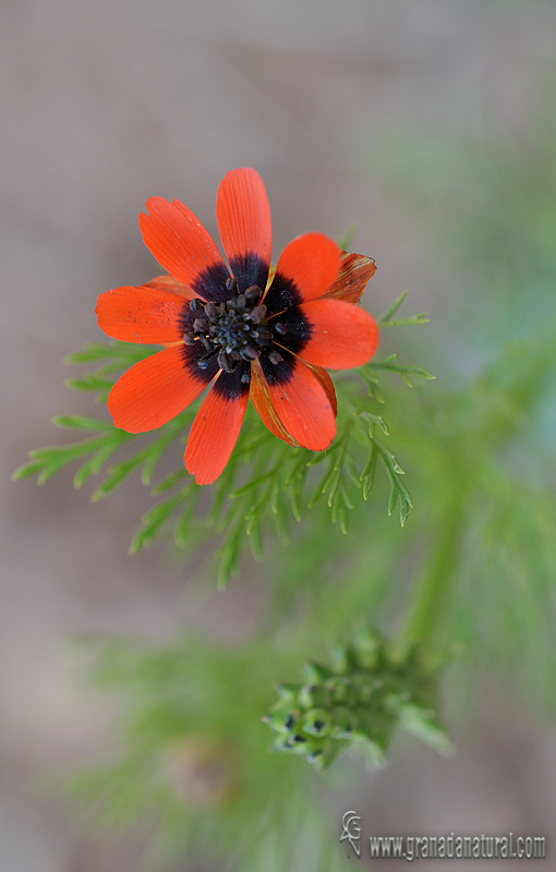 Adonis annua