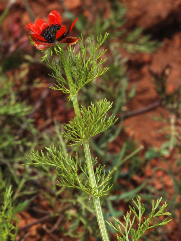 Adonis annua.02