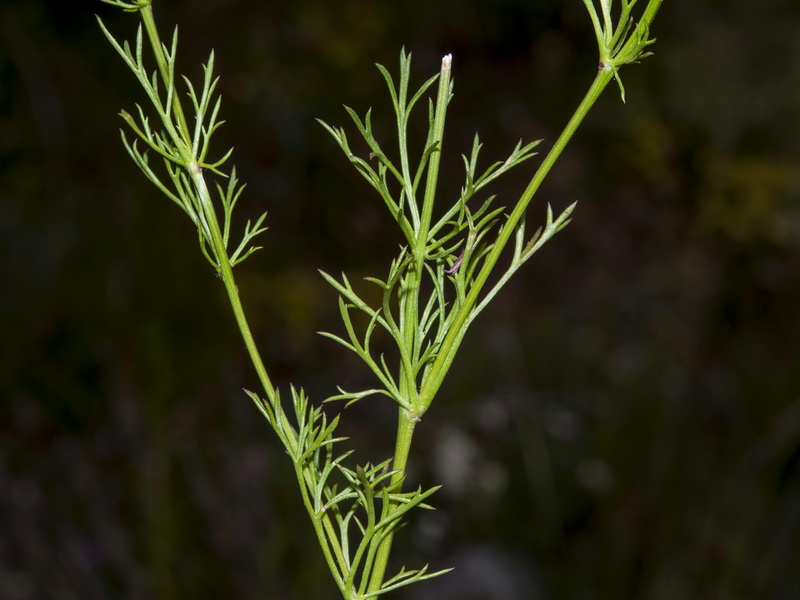 Adonis flammea.02