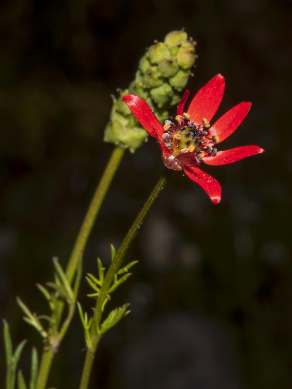 Adonis flammea.03