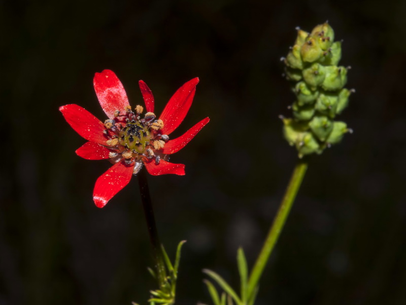 Adonis flammea.04