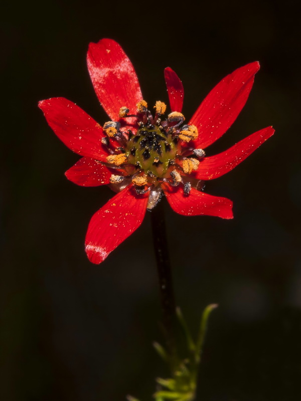 Adonis flammea.05