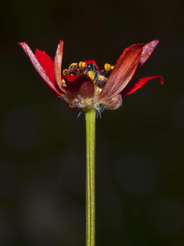 Adonis flammea.06
