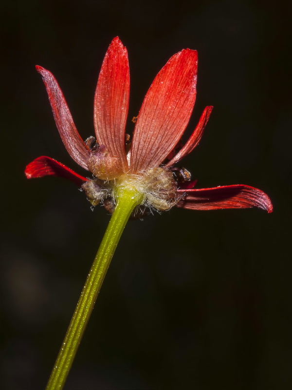 Adonis flammea.07