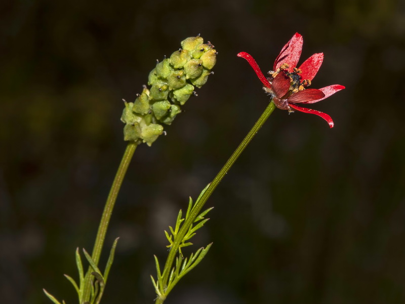 Adonis flammea.08