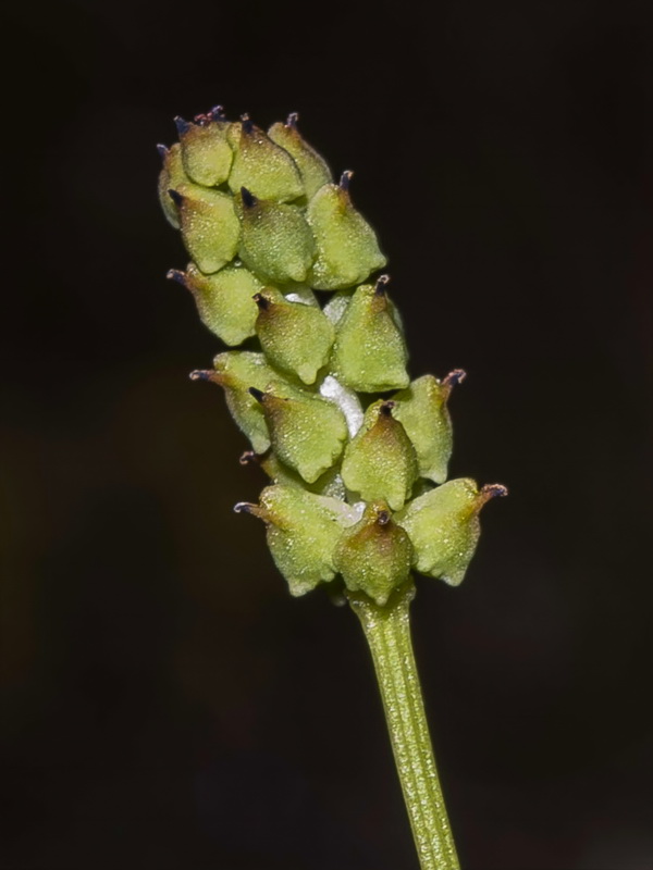Adonis flammea.09