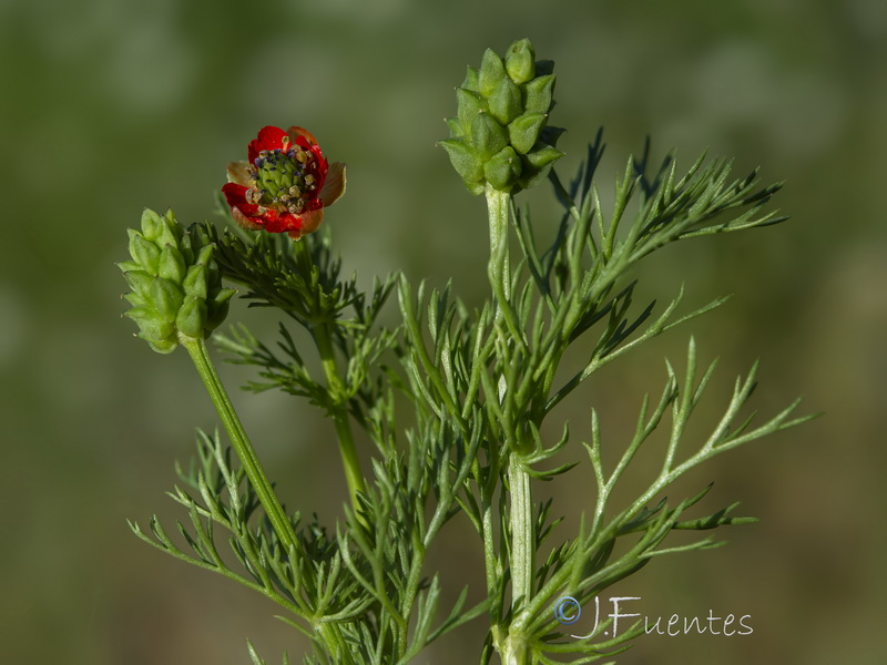 Adonis flammea.10