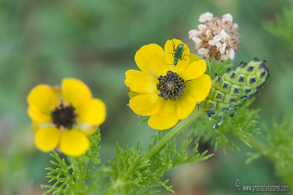 Adonis microcarpa