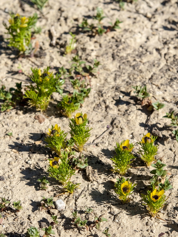 Adonis microcarpa.01