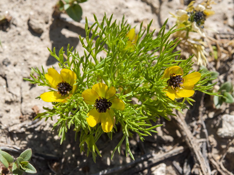 Adonis microcarpa.02