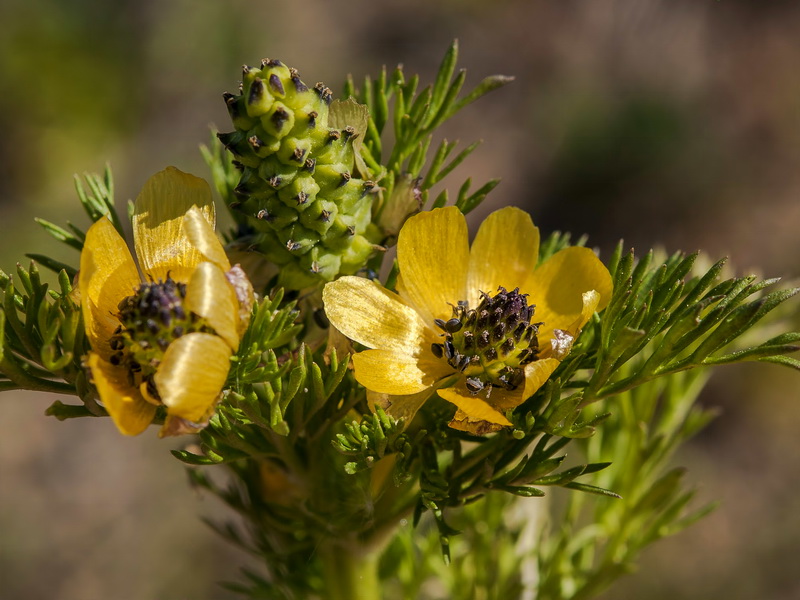 Adonis microcarpa.06