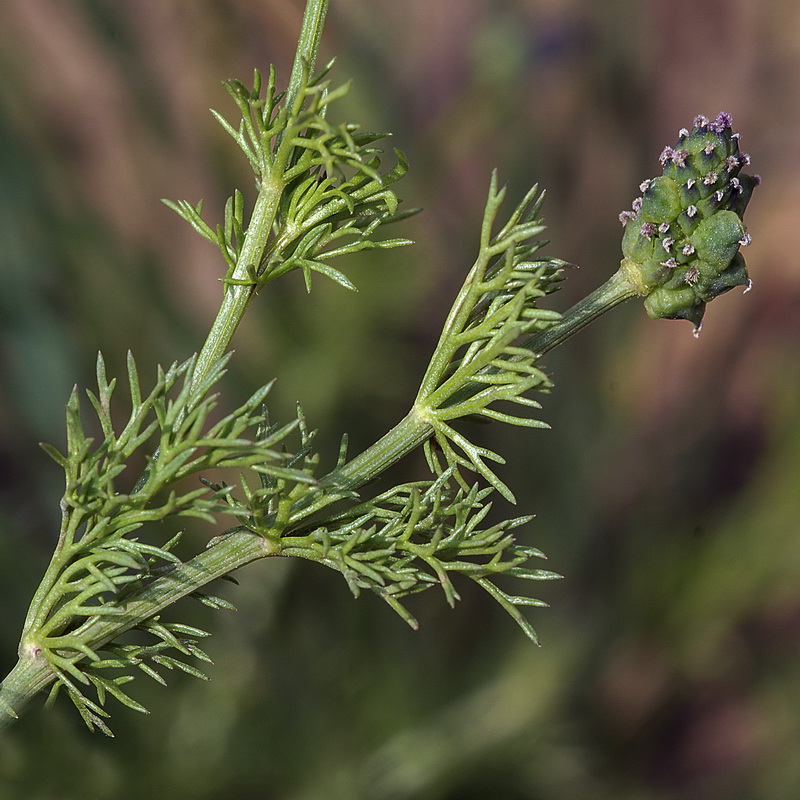 Adonis microcarpa.09