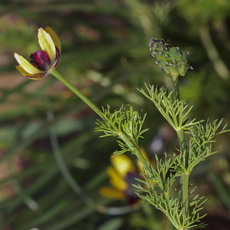 Adonis microcarpa.11