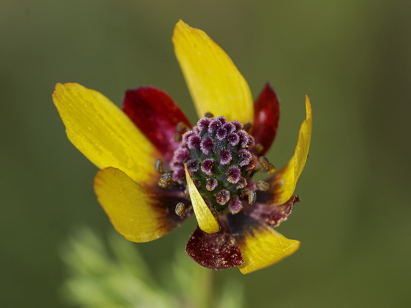 Adonis microcarpa.13