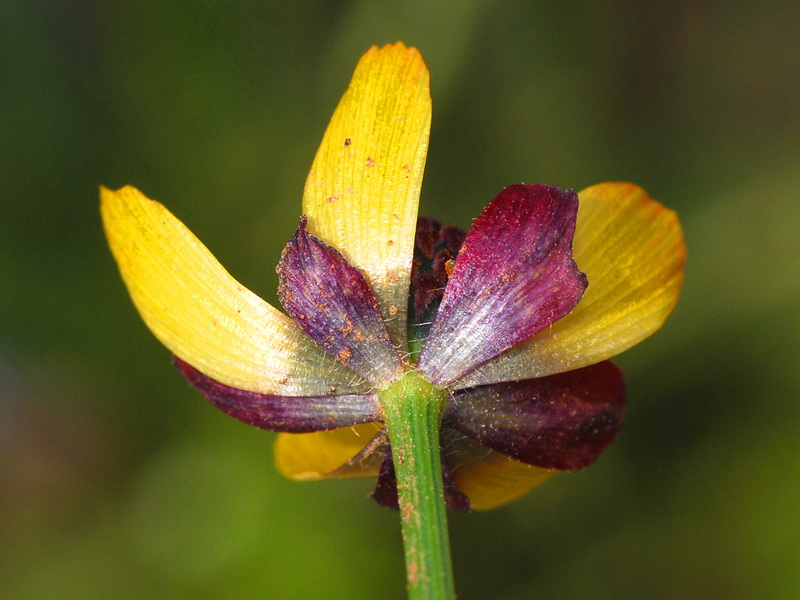 Adonis microcarpa.15