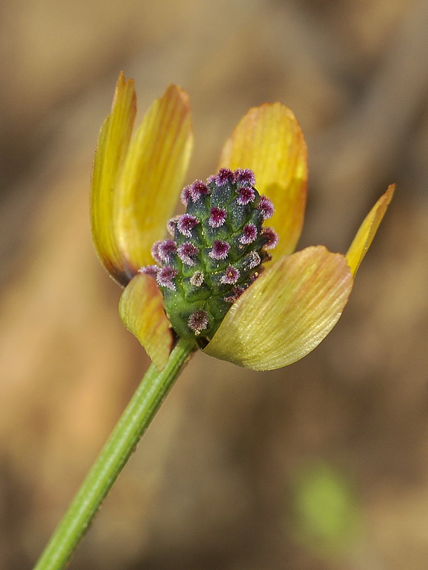 Adonis microcarpa.16