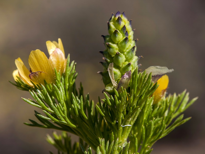 Adonis microcarpa.17