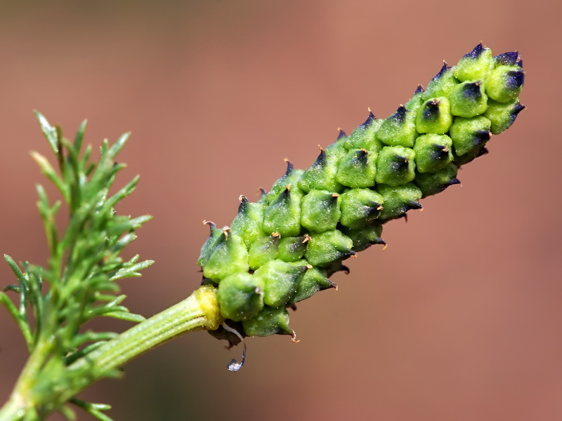 Adonis microcarpa.19