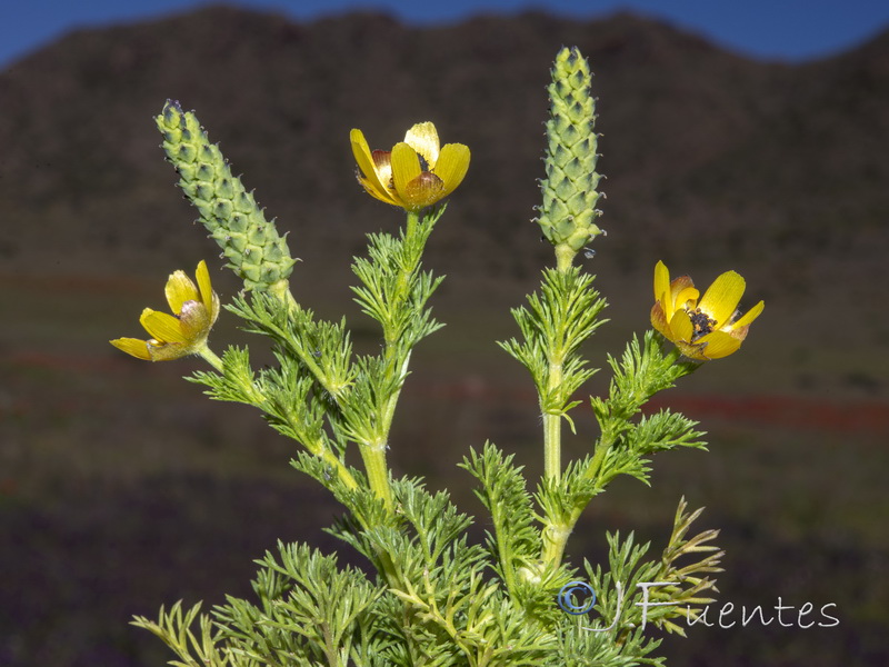 Adonis microcarpa.21