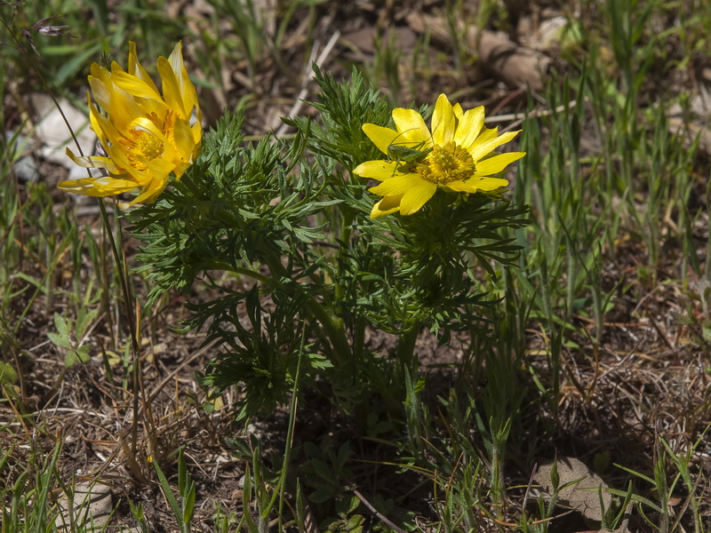 Adonis vernalis.02