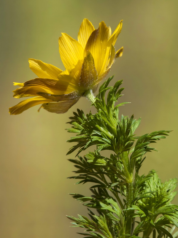 Adonis vernalis.05