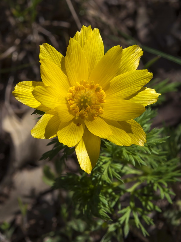 Adonis vernalis.06