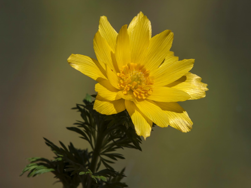 Adonis vernalis.08