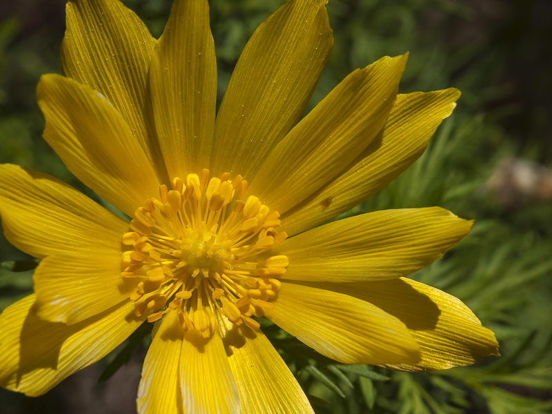 Adonis vernalis.10
