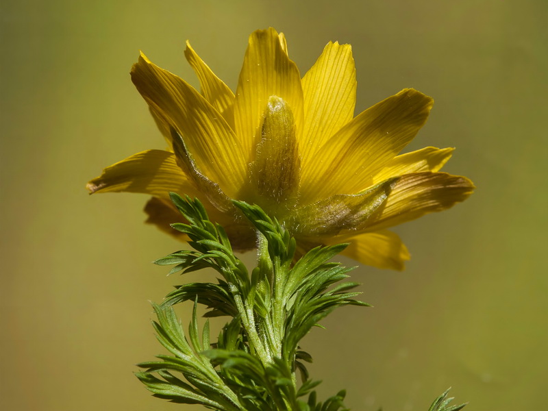 Adonis vernalis.11