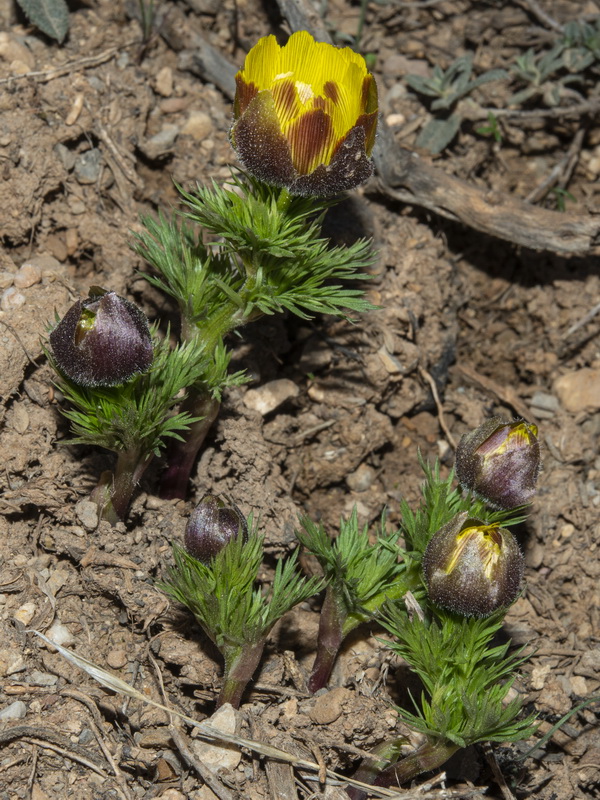 Adonis vernalis.12