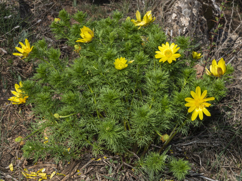 Adonis vernalis.13